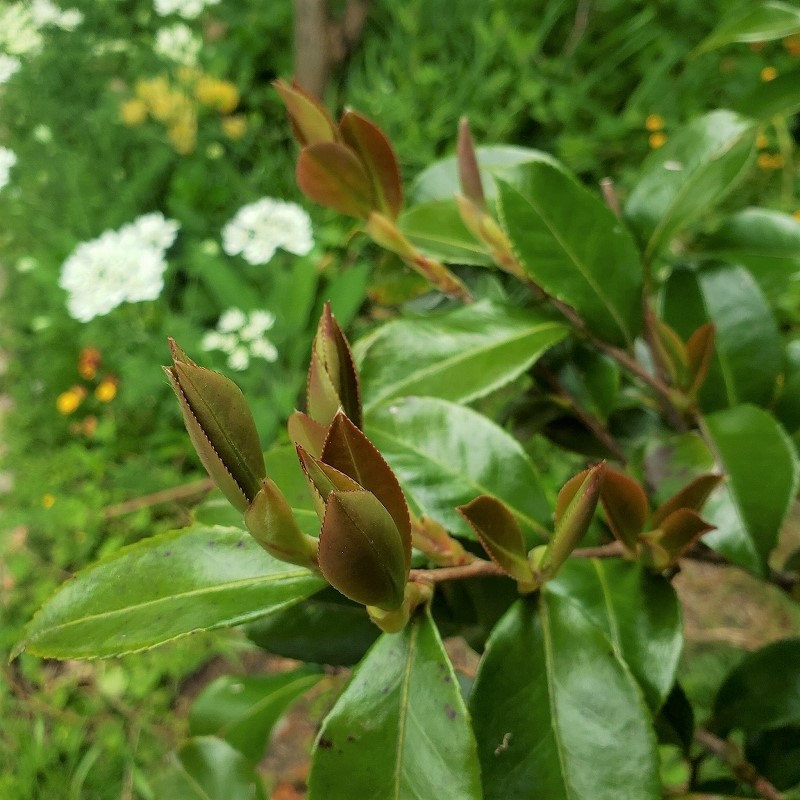 サザンカの新芽でサザンカ茶を作ろう 自然乾燥タイプ 野草 雑草を食べるブログ