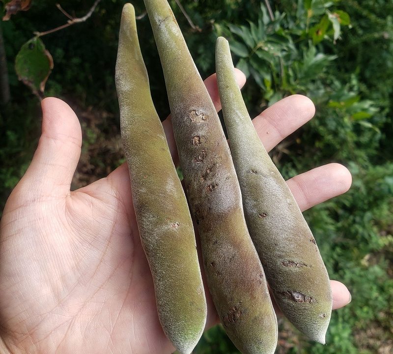 藤の実はソラマメみたいに美味しかった 藤の実の食べ方 野草 雑草を食べるブログ
